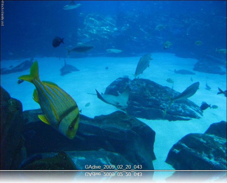 GAdive_2009_02_20_043.JPG