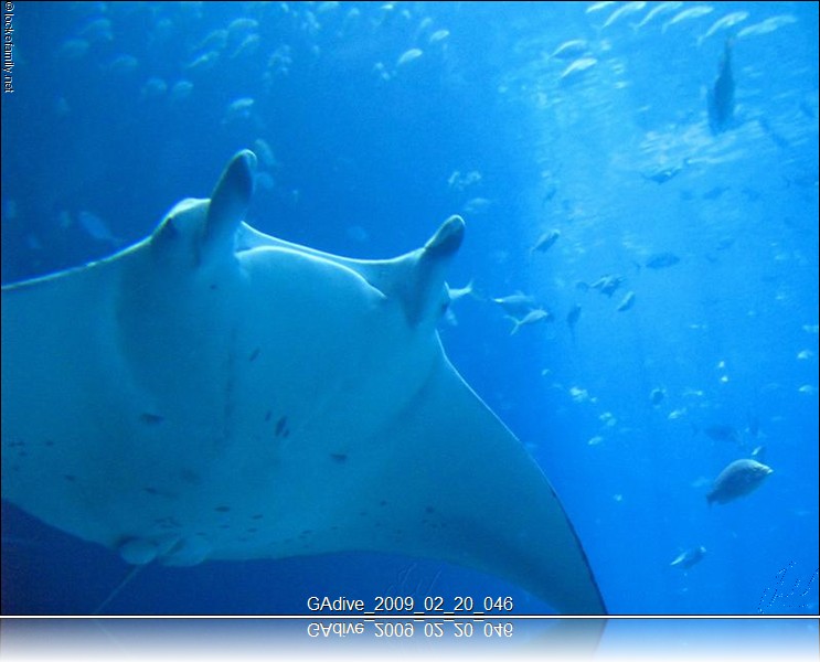 GAdive_2009_02_20_046.JPG