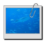 GAdive_2009_02_20_027.JPG
