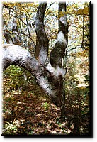 Fall_2010_10_16_160_n.jpg