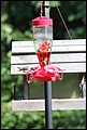 2011_Hummingbirds_010.JPG