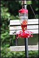 2011_Hummingbirds_012.JPG