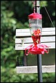 2011_Hummingbirds_013.JPG