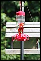 2011_Hummingbirds_030.JPG